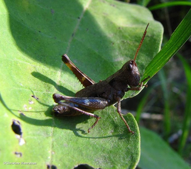 Sprinkled locust   (Chloealtis conspersa)
