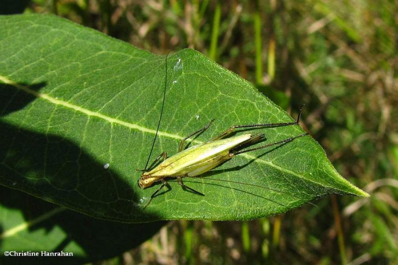 Black-horned tree cricket  (Oecanthus nigricornis)