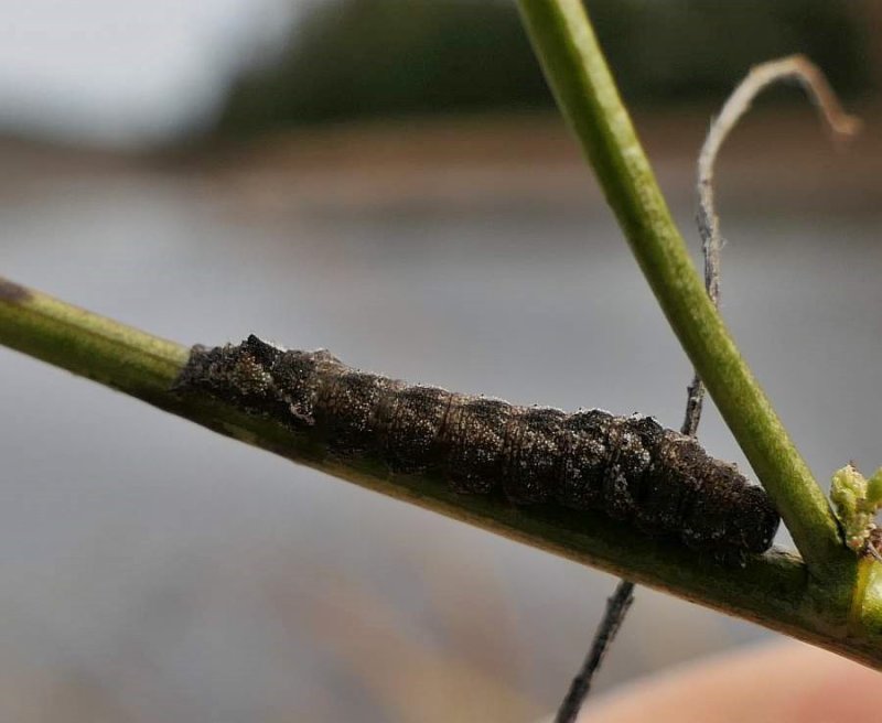 Dark-spotted palthis moth larva (Palthis angulalis), #8397