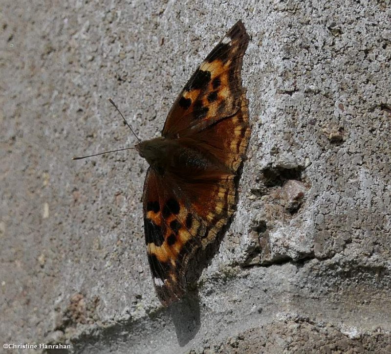 Compton tortoiseshell butterfly   (Nymphalis l-album)