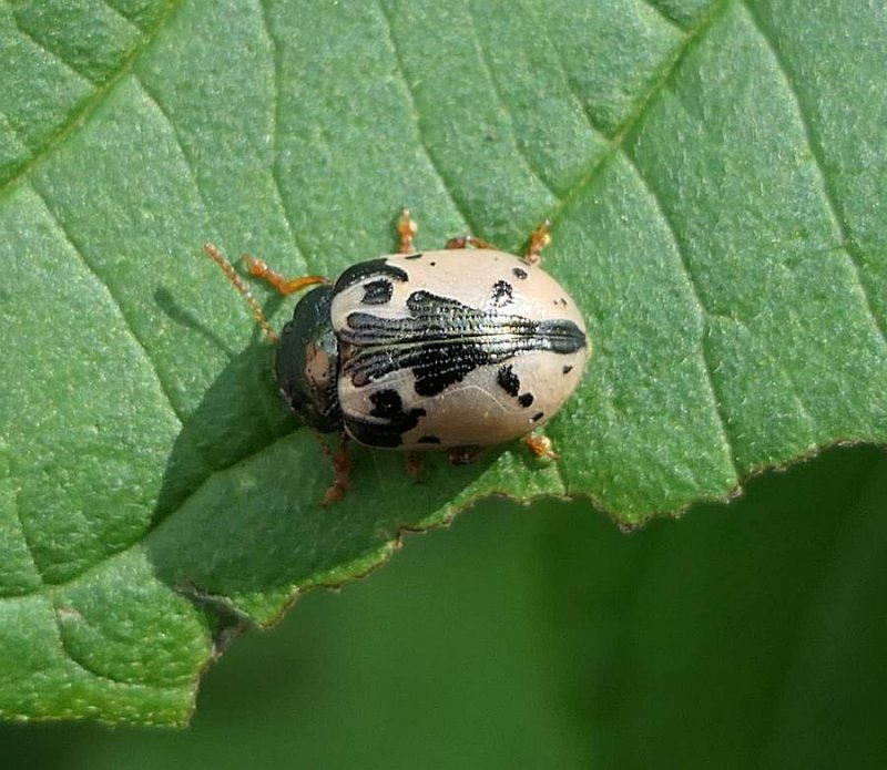 Calligrapha beetle (Calligrapha rowena)