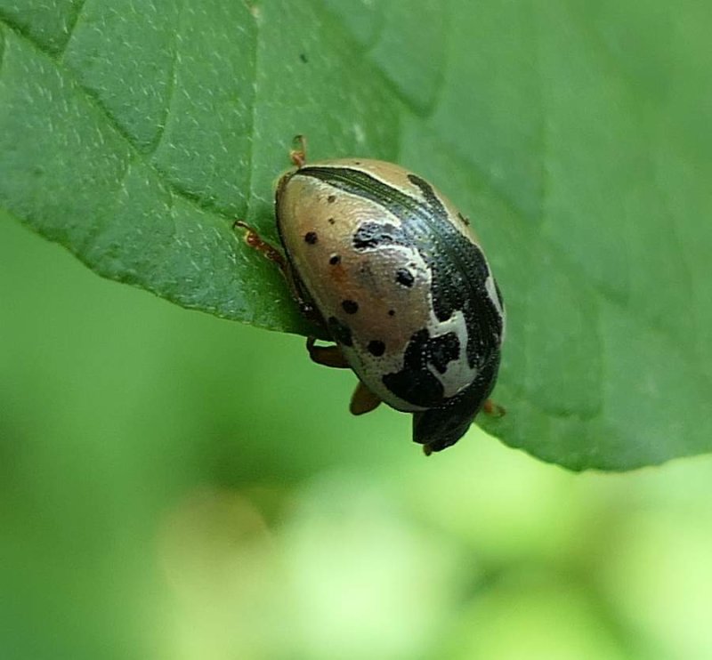 Calligrapha beetle (Calligrapha rowena)