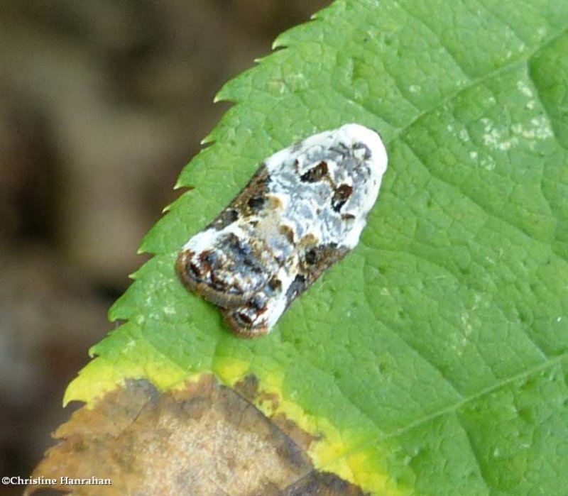 Snowy-shouldered acleris moth  (Acleris nivisellana), #3510