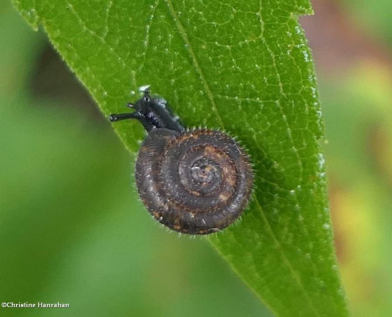 Hairy snail (Trochulus hispidus) 