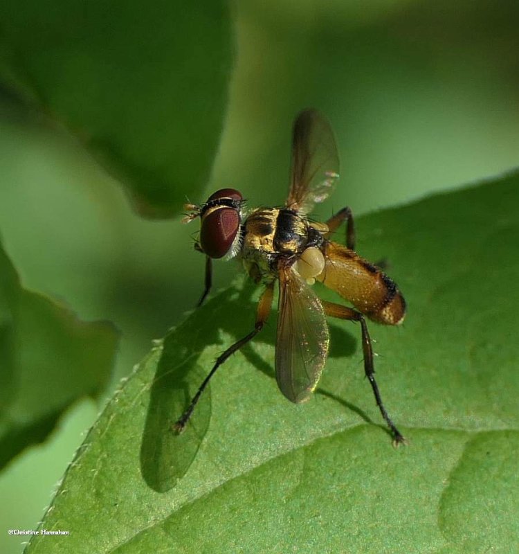 Tachinid fly  (Xanthomelanodes)
