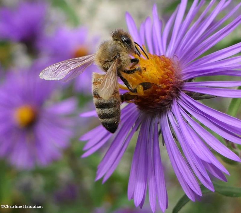 Honey bee (Apis mellifera)