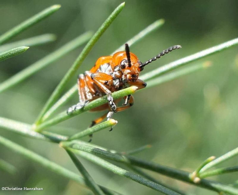 12-spotted asparagus beetle (Crioceris duodecimpunctata)