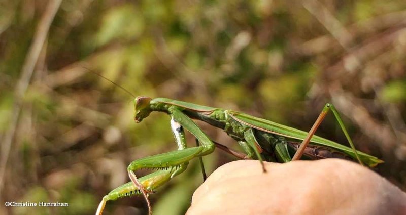European praying mantis, female (Mantis religiosa)