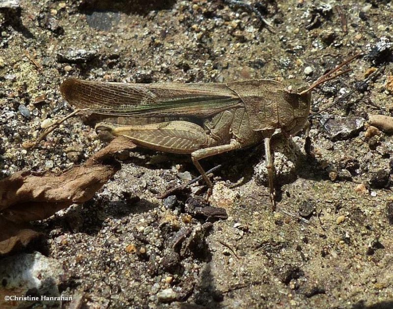 Northern green-striped grasshopper  (Chortophaga viridifasciata)