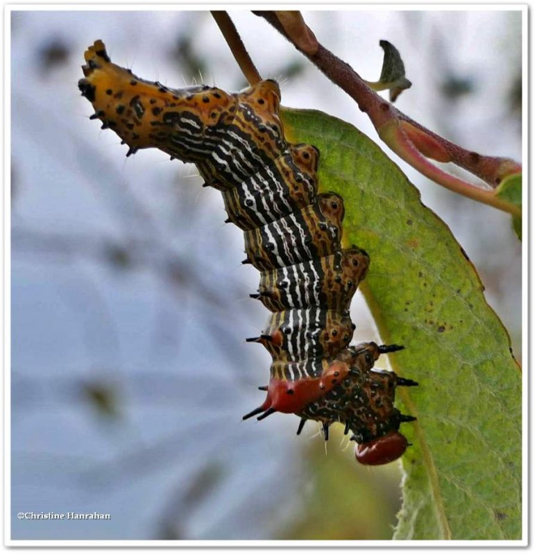 Red-humped Caterpillar Moth larva (Schizura concinna), #8010