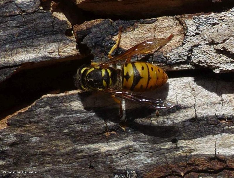 Eastern yellowjacket  (Vespula maculifrons)