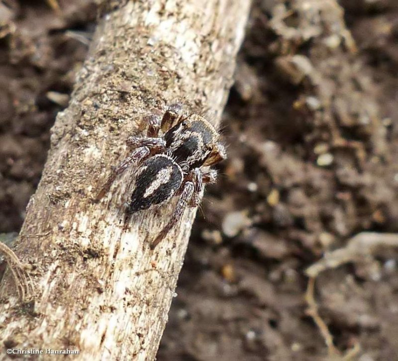 Jumping spider (Habronattus  viridipes), male