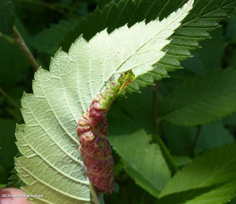 Insect gall on American elm leaf
