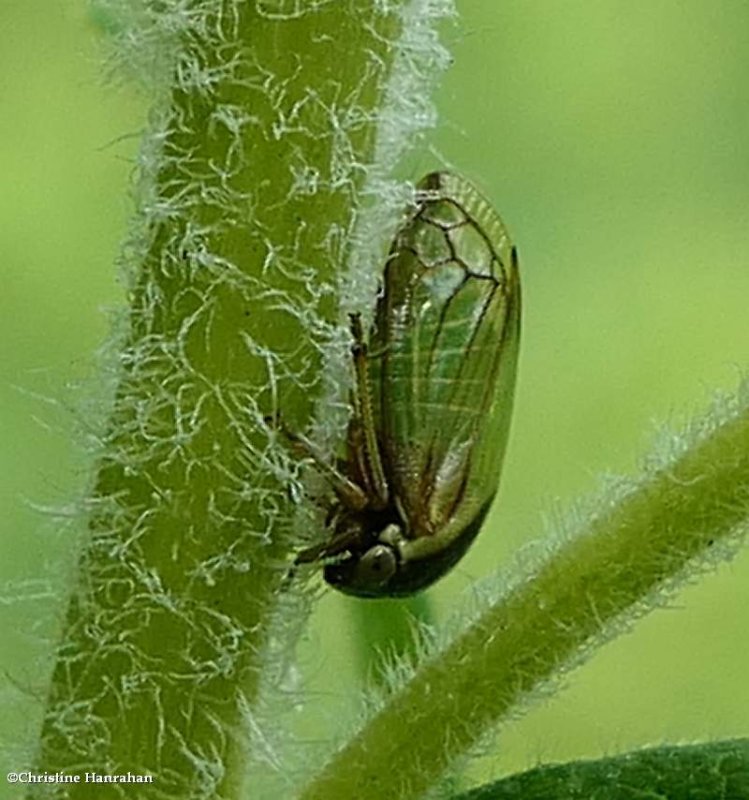 Treehopper  (Acutalis)