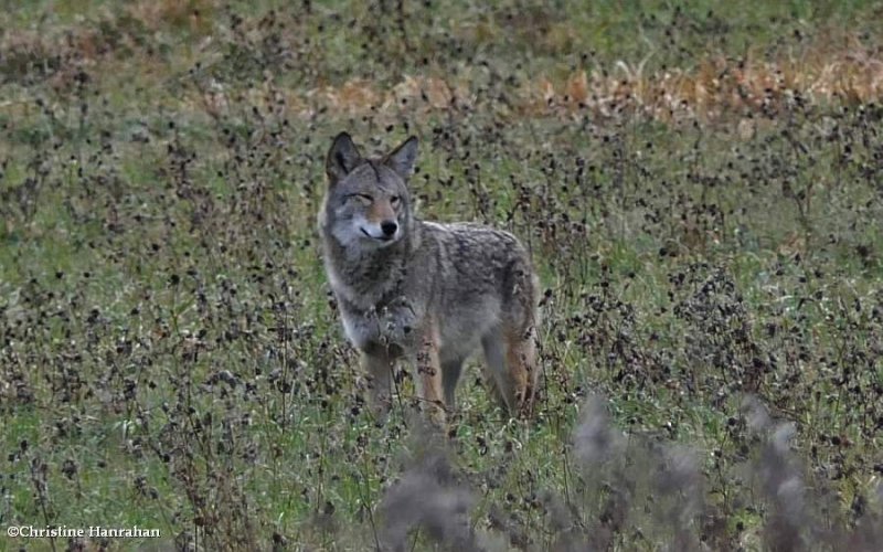 Coyote  (Canis latrans)