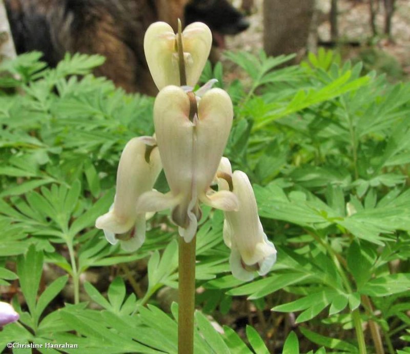 Squirrel corn (Dicentra canadensis)