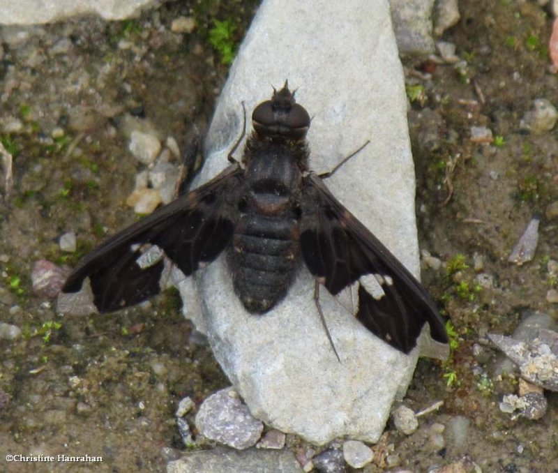 Bee fly (Exoprosopa decora)