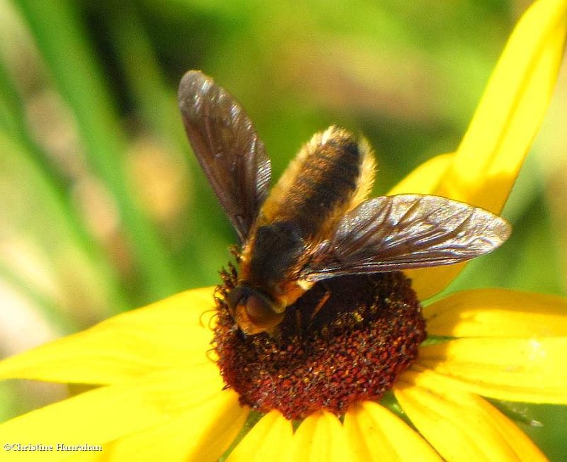 Bee fly (Poecilanthrax tegminipennis)