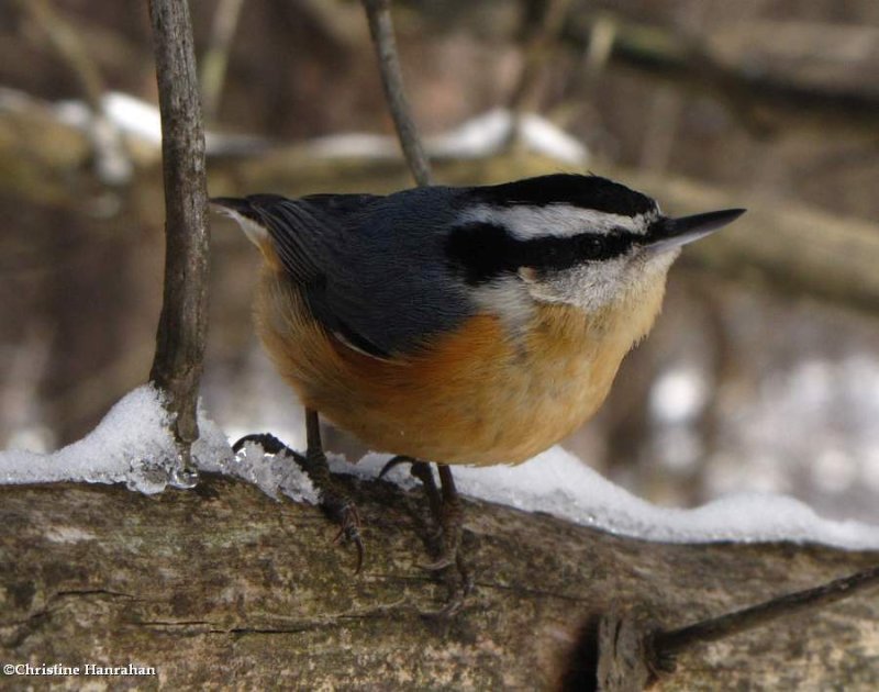 Red-breasted nuthatch