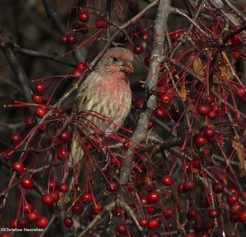 House finch, male