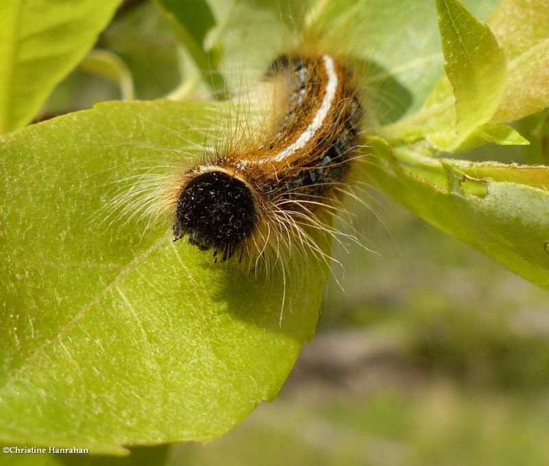 Eastern tent caterpillar  (<em>Malacosoma americanum</em>), #7701