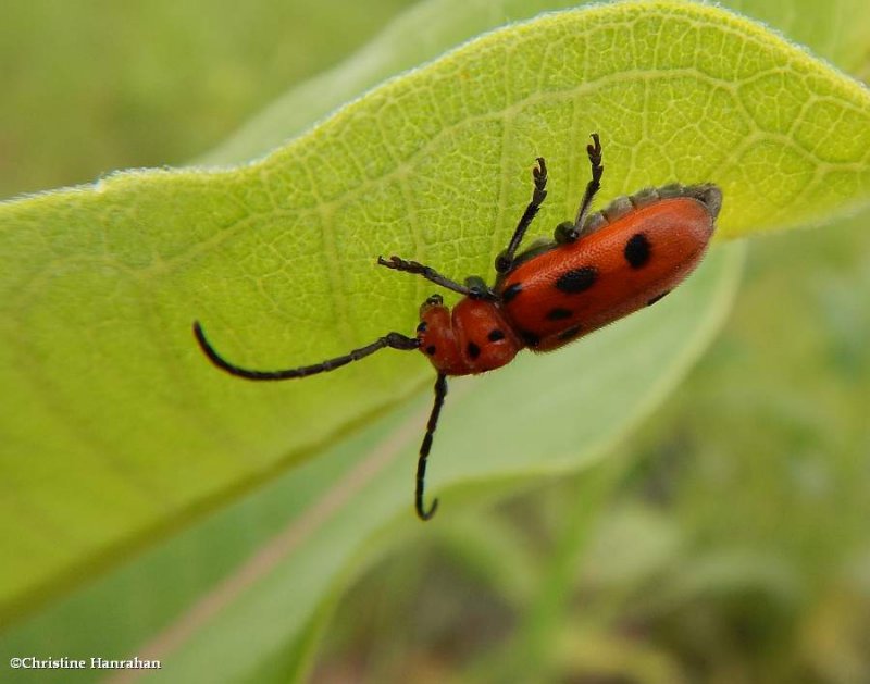 Red milkweed beetle  (Tetraopes tetrophthalmus)
