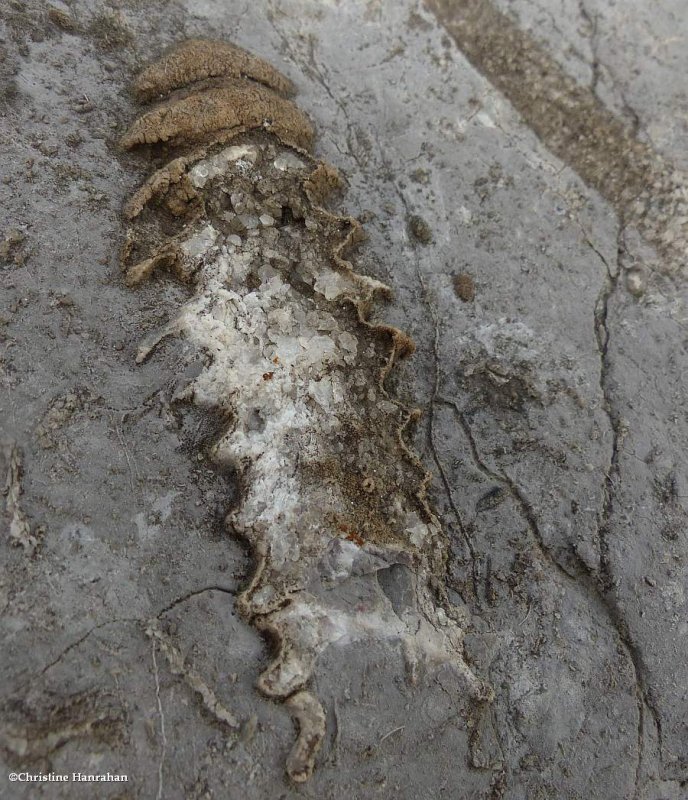 Fossil  (Nautiloid)