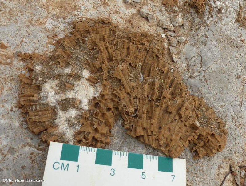 Fossil  (Tabulate Coral)