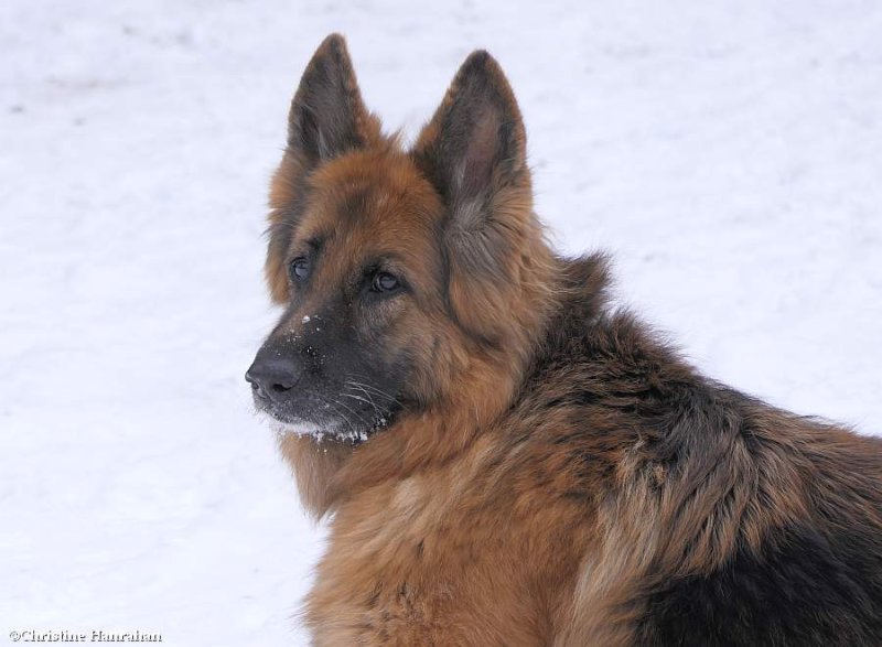 Sasha in the snow