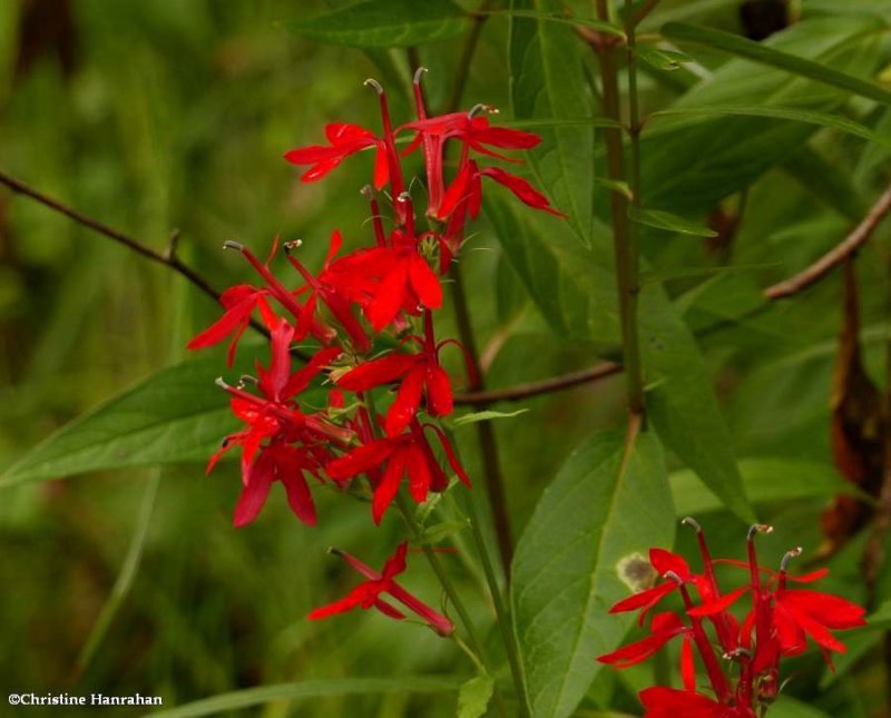 Cardinal flower (Lobelia cardinalis)