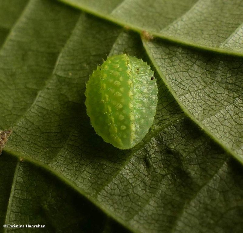 Yellow-shouldered slug moth caterpillar  (Lithacodes fasciola), #4665