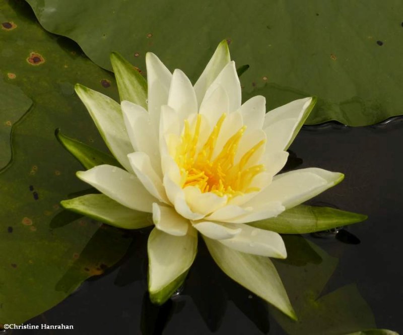 Water lily (Nymphaea odorata)