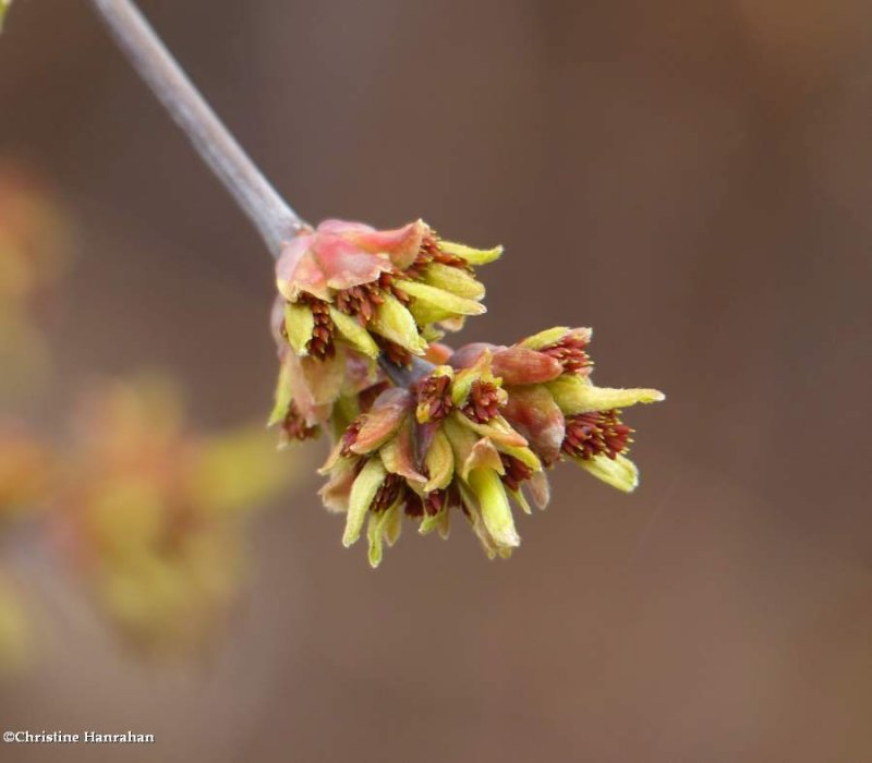Manitoba maple flowers  (Acer negundo)