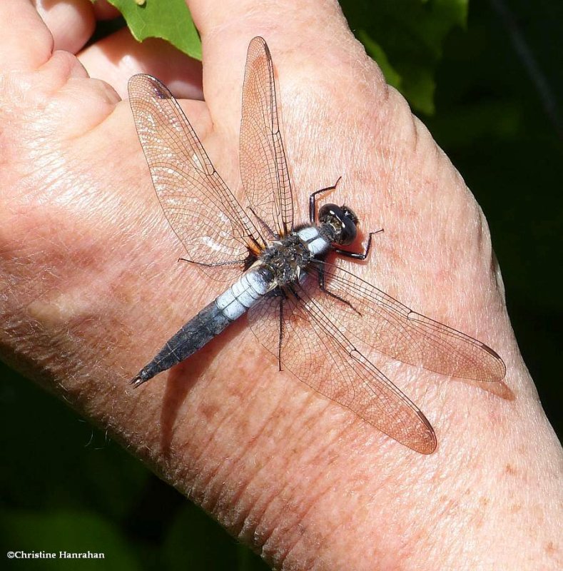 Chalk-fronted corporal dragonfly (Ladona julia)
