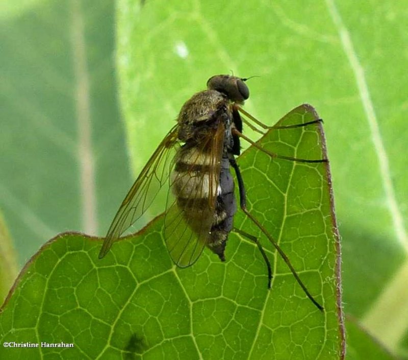 Snipe Fly (Chrysopilus sp.)