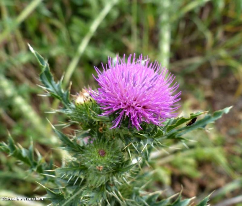 Spiny plumeless thistle (Carduus acanthoides)