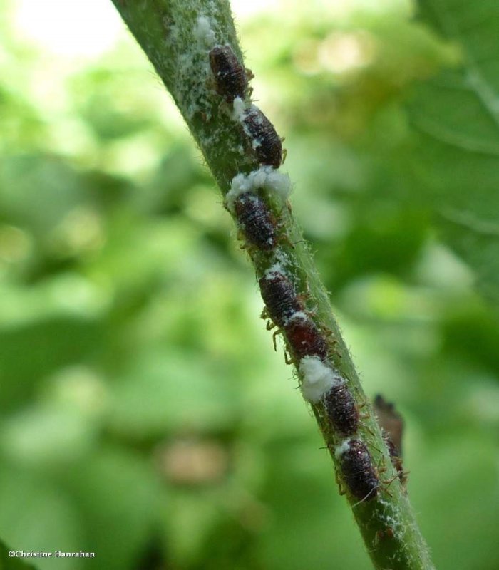 Scale insects   (Coccoidea)