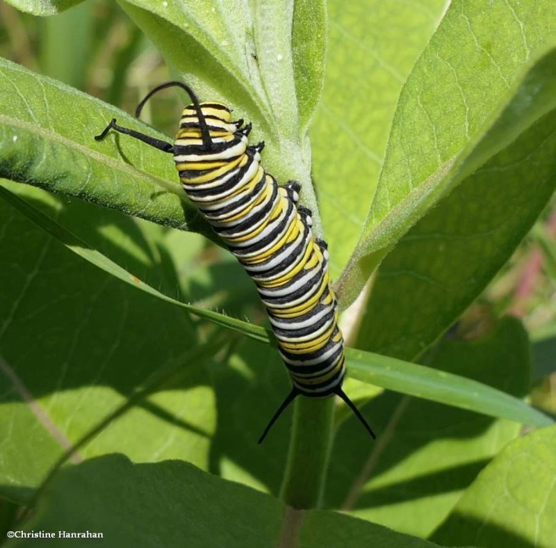 Monarch butterfly  larva (Danaus plexippus)