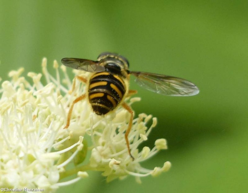 Hover fly (Sericomyia chrysotoxoides)