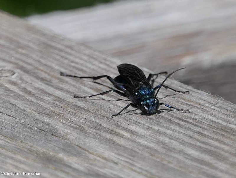 Blue mud dauber wasp (Chalybion californicum)