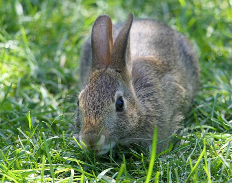 Eastern cottontail rabbit   (Sylvilagus floridanus)