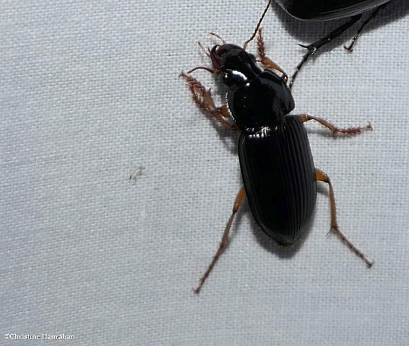 Ground beetle (Harpalus)