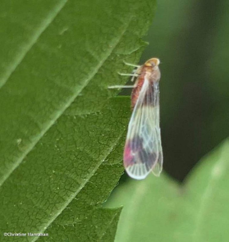 Derbid planthopper (Anotia uhleri)