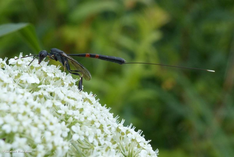 Carrot wasp (Gasteruption), female
