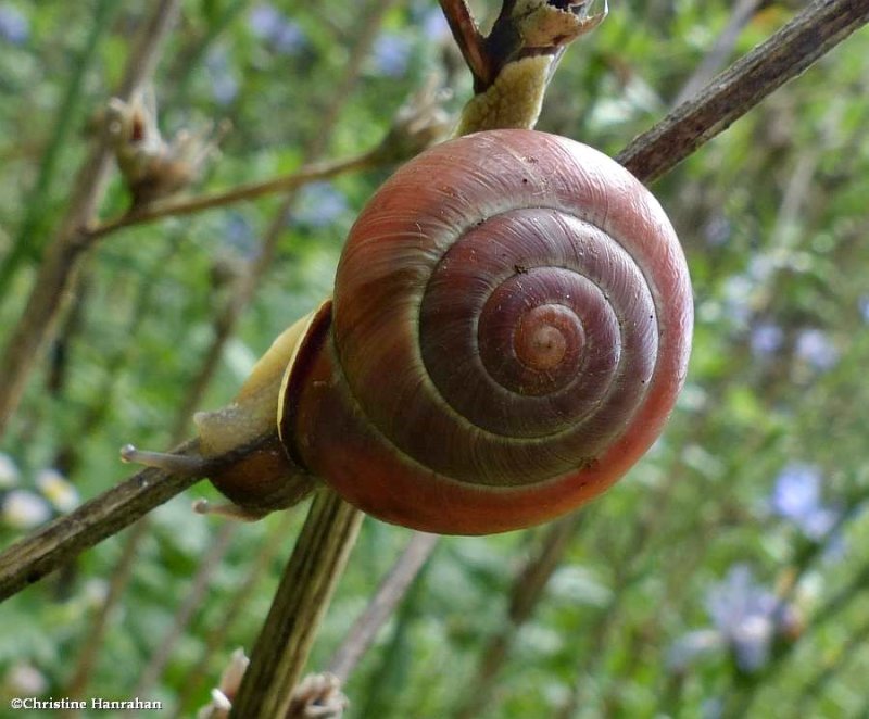 Grove Snail  (Cepaea nemoralis)