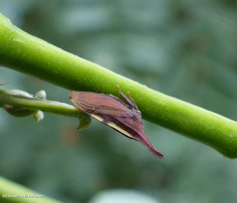 Treehopper (Enchenopa)