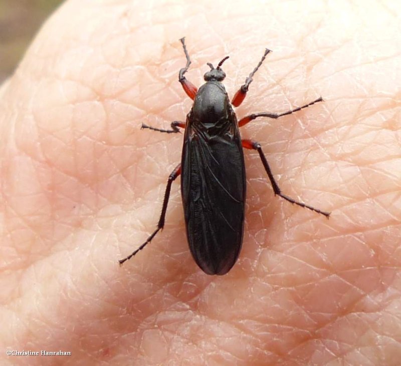 March fly (Bibio femoratus)