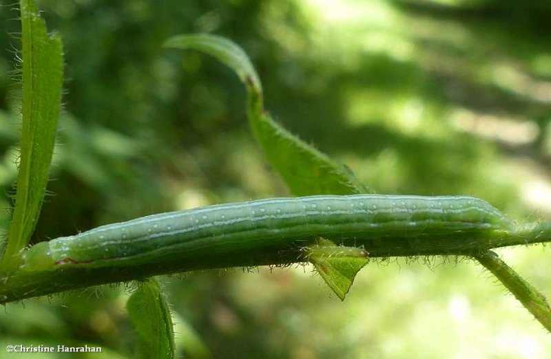 Green leuconycta moth caterpillar (Leuconycta diphteroides), #9065