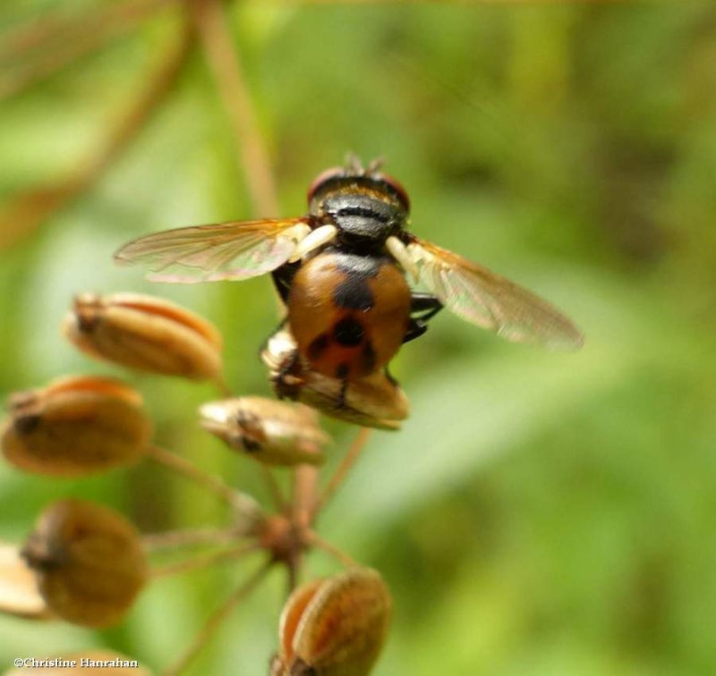 Tachinid fly (Gymnosoma)
