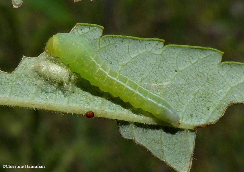 Dark marathyssa moth caterpillar (<em>Marathyssa inficita</em>), #8955